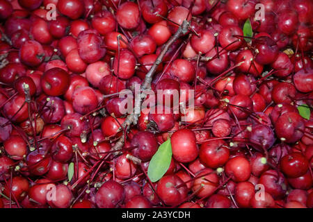 Reife rote Früchte der wilde Sibirische apple tree Close-up. Stockfoto