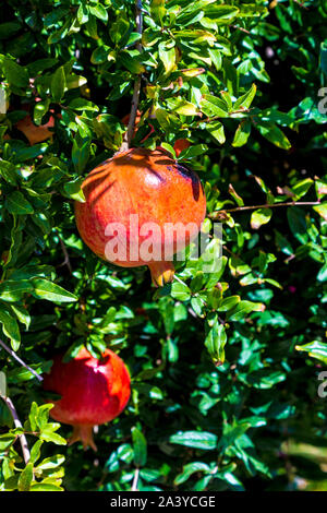 Nahaufnahme der Granatapfel Obst in der Türkei wachsenden Stockfoto