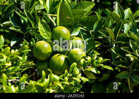 In der Nähe von grünen Mandarinen auf einem Baum in Dalaman, Türkei wachsenden Stockfoto