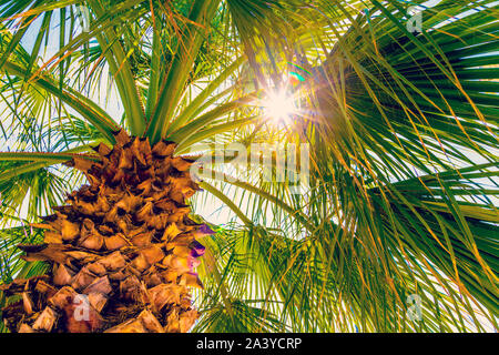 Sonnenstrahlen durch Palm Blätter glänzend, Palme und Sonne Stockfoto