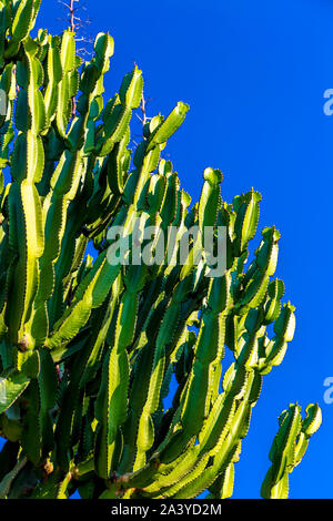Nahaufnahme eines Kaktus Pflanze gegen den blauen Himmel Stockfoto