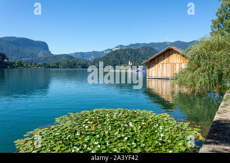 Seerosen (Nymphaea odorata) am Seerosenteich, der See von Bled, Bled, Obere Kraina, Slowenien Stockfoto