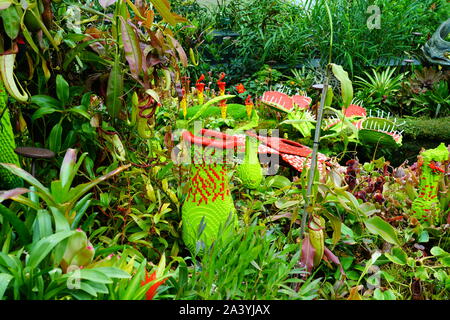 Singapur - 25 AUG 2019 - eine Anzeige der Pflanzen aus Lego im Nebelwald Wintergarten an der Gärten durch die Bucht in Singapur. Stockfoto