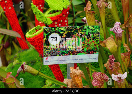 Singapur - 25 AUG 2019 - eine Anzeige der Pflanzen aus Lego im Nebelwald Wintergarten an der Gärten durch die Bucht in Singapur. Stockfoto