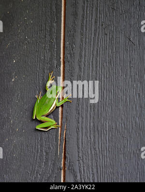 Die amerikanischen grünen Laubfrosch, Hyla cinerea, eine Spezies der Neuen Welt Laubfrosch ruht auf einem Holzbalken in der Nähe ein Haus Garten. Stockfoto