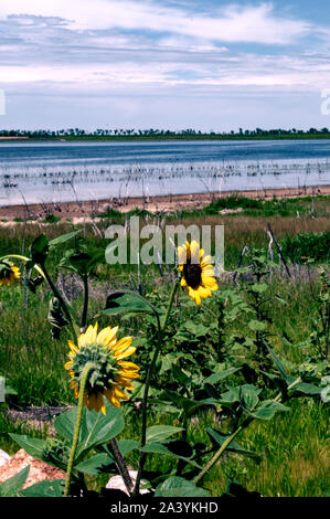 Sonne scheint angesichts der wilden Sonnenblumen im Zentrum von Colorado, USA Stockfoto