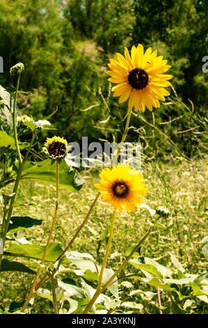 Sonne scheint angesichts der wilden Sonnenblumen im Zentrum von Colorado, USA Stockfoto