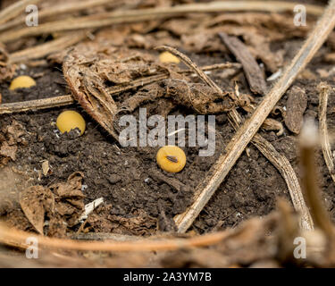 Nahaufnahme der Reifen sojasaatgut Festlegung unter golden braun Betriebsstämme, Hülsen, und Stroh Papierkorb in Bean Feld nach der Ernte von Erntegut Stockfoto