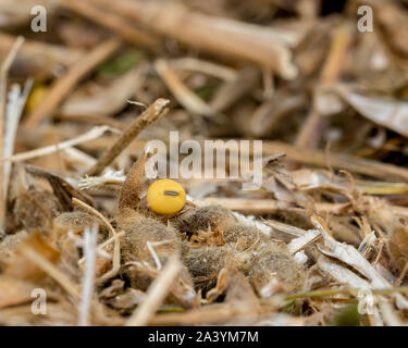 Nahaufnahme der Reifen sojasaatgut Festlegung unter golden braun Betriebsstämme, Hülsen, und Stroh Papierkorb in Bean Feld nach der Ernte von Erntegut Stockfoto