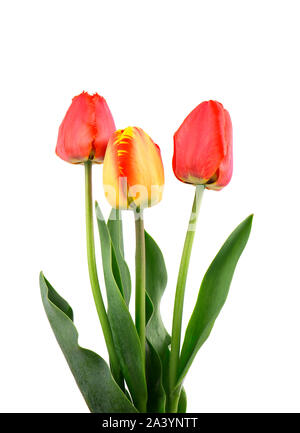 Drei rote Tulpen isoliert auf weißem Hintergrund Stockfoto