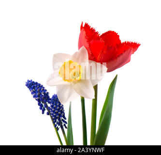 Muscari, Narzissen und rote Tulpe mit grünen Blättern, auf weißem Hintergrund Stockfoto