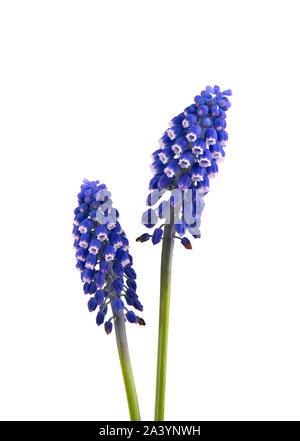 Zwei Blumen von Muscari auf weißem Hintergrund. Traubenhyazinthen Stockfoto