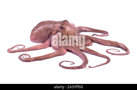 Frische Octopus auf weißem Hintergrund. Frische octopus Tentakeln isoliert. Stockfoto