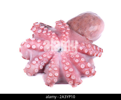 Frische Octopus auf weißem Hintergrund. Frische octopus Tentakeln isoliert. Stockfoto