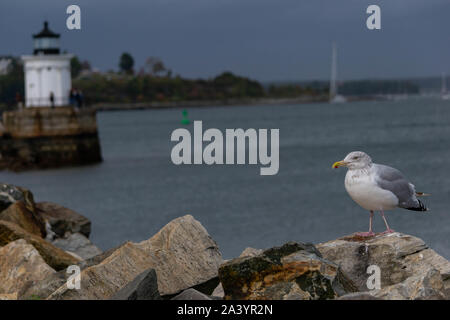 Eine Möwe in den Vordergrund der Leuchtturm Stockfoto