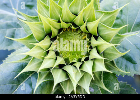 Abstrakte Muster einer Sonnenblume - Asheville, North Carolina, USA Stockfoto