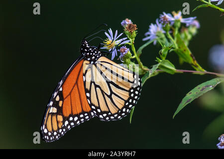Monarchfalter (danaus Plexippus) - Brevard, North Carolina, USA Stockfoto