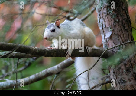 Weißen Eichhörnchen - Farbe Variante des östlichen Grauhörnchen (Sciurus carolinensis) - Brevard, North Carolina, USA Stockfoto