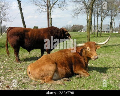 Zwei Texas Longhorn live Stock auf dem Ackerland Stockfoto