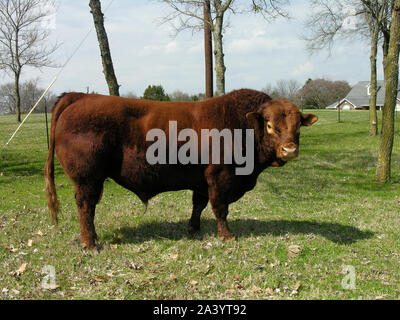 Ständigen starken Texas Longhorn Rinder auf dem Bauernhof Stockfoto