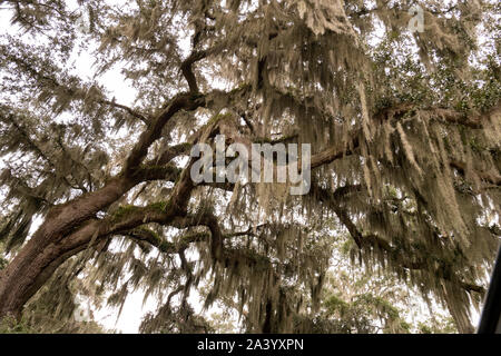 Spanische Moos auf live oak tree Stockfoto