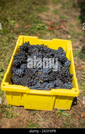 Gelbe Box von Trauben Stockfoto