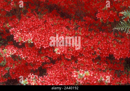 Gesundheit rote Azalee Busch wächst in einem Vorort von Garten, Sydney, New South Wales, Australien Stockfoto