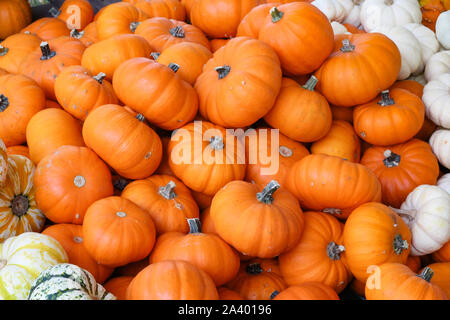 Miniatur orangen und weißen Kürbisse sind für Genuss im Herbst und im Herbst geerntet. Stockfoto