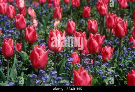 TULIPA 'Christmas Dream' und 'MYOSOTIS BLUE WARENKORB' Stockfoto