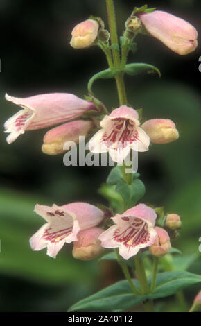 Liatris BIN ANDERE VON PEARL" (PENSTEMONS SIND BEKANNT ALS BEARDTONGUES) Stockfoto