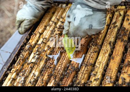 Die EINFÜHRUNG EINER NEUEN KÖNIGIN, BEHANDLUNG GEGEN DIE VARROAMILBE, VAROASIS KRANKHEIT, ARBEITEN MIT BIENENSTÖCKEN, Burgund, Frankreich Stockfoto