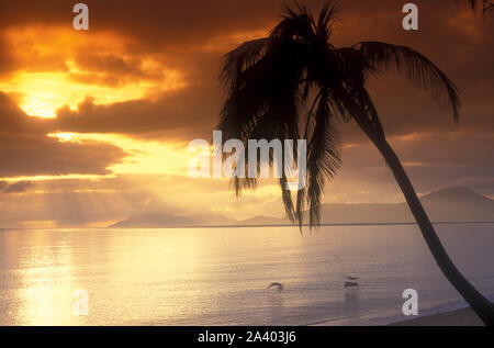 MORGENDÄMMERUNG AM STRAND IN CAIRNS, QUEENSLAND, AUSTRALIEN. SONNENAUFGANG DURCH DIE WOLKEN UND ÜBER EINEN EINZELN STEHENDEN PALMENBAUM. Stockfoto