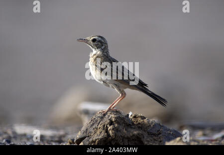 Die Australasian Pieper (Anthus novaeseelandiae). Früher zusammen mit dem Richard, afrikanische, Berg- und Paddyfield pipits zusammengeworfen. Stockfoto