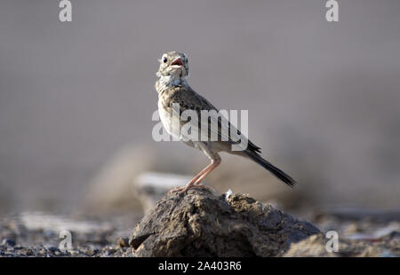 Die Australasian Pieper (Anthus novaeseelandiae). Früher zusammen mit dem Richard, afrikanische, Berg- und Paddyfield pipits zusammengeworfen. Stockfoto