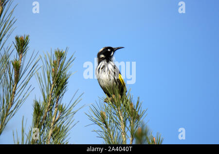 NEW HOLLAND HONEYEATER sitzt auf einem Ast, WESTERN AUSTRALIA. Stockfoto