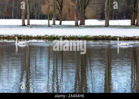 Schwäne, DIE IN DEN TEICHEN DES CHATEAU DE MAINTENON IM SCHNEE, EURE-ET-LOIR (28), Frankreich Stockfoto