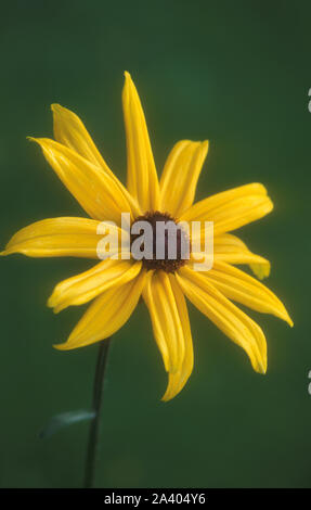 Nahaufnahme EINER EINZELNEN RUDBECKIEN BLUMEN Stockfoto