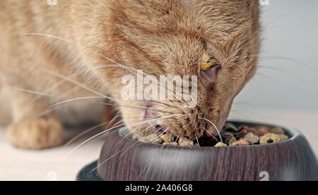 Nahaufnahme Porträt einer Ginger cat Essen aus einer Schüssel essen. Stockfoto