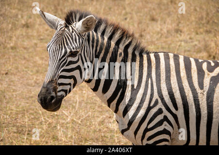 Porträt eines Zebras Nahaufnahme Stockfoto