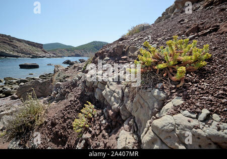 Typische mediterrane Pflanze an der felsigen Küste der Insel Sardinien an einem sonnigen Sommertag Stockfoto