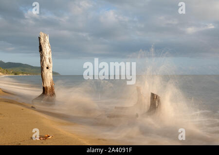 Ein Stand toter Papierbären, die aufgrund des Klimawandels am Wangetti Beach nördlich von Cairns in Queensland, Australien, von steigenden Meeresspiegeln überschwemmt werden. Stockfoto