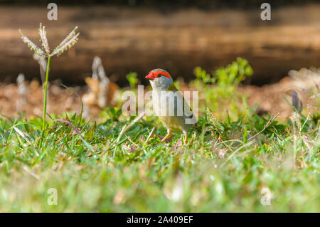 Ein Rotbraun-Finch steht auf einem grasbedeckten Feld und sucht nach Graskörnern und Insekten in Tinaburra Waters Atherton Tablelands, Queensland in Australien. Stockfoto