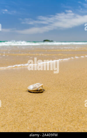 Solitary Beached Shell an einem beliebten Buderim Beach an der Sunshine Coast in Queensland, Australien. Stockfoto