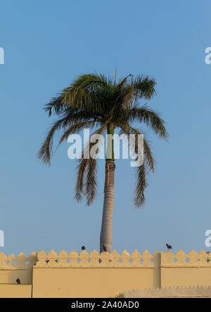 Palme auf Jag Mandir Palace auf einer Insel im See Pichola, Rajasthan, Udaipur, Indien Stockfoto