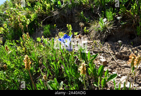 Stemless Enzian (Gentiana acaulis) ist Berg blaue Blume wächst in den Alpen. Stockfoto
