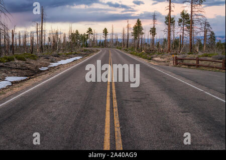 Tote Bäume und Straße im Bryce Canyon National Park, Utah Stockfoto