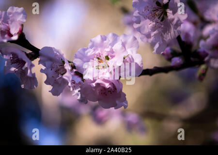 Japanische Sakura Kirschblüte Stockfoto