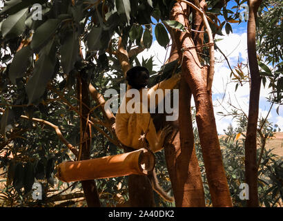 Portrait des Coquerel sifaka aka Propithecus coquereli an Lemuren Park in Antananarivo, Madagaskar Stockfoto