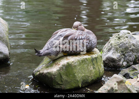 Flying Dampfgarer Ente, Tachyeres patachonicus, ist ein Mitglied der Ente, Gans. Es kann im südlichen Teil von Südamerika gefunden werden Stockfoto
