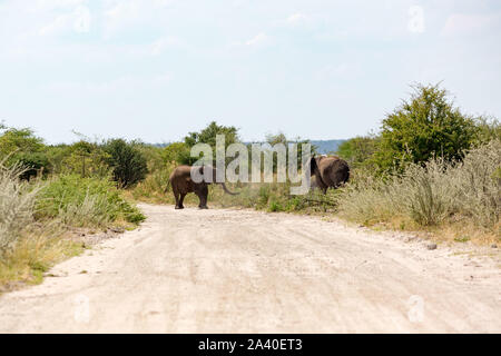 Zwei Elefanten vor Kämpfen auf einer Schotterstraße, Etosha, Namibia, Afrika Stockfoto